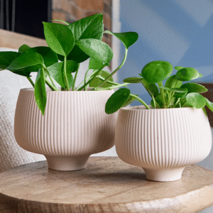 Indoor Plant Pot ? Ceramic